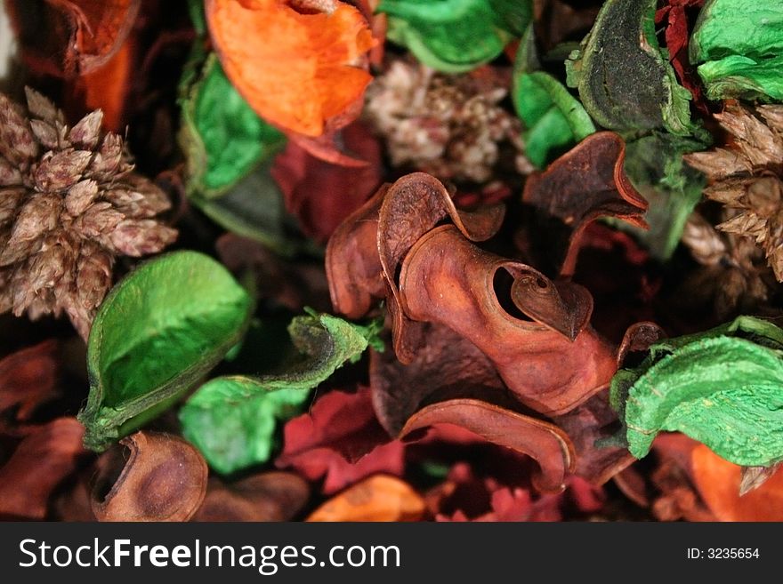 Dry leaves, flowers and colors. Dry leaves, flowers and colors