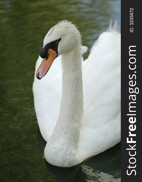 A beautiful white mute swan swims toward the camera. A beautiful white mute swan swims toward the camera.