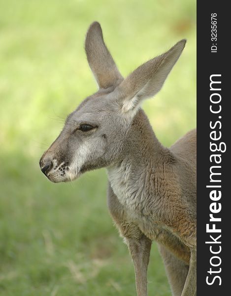 A portrait of an adorable kangaroo.