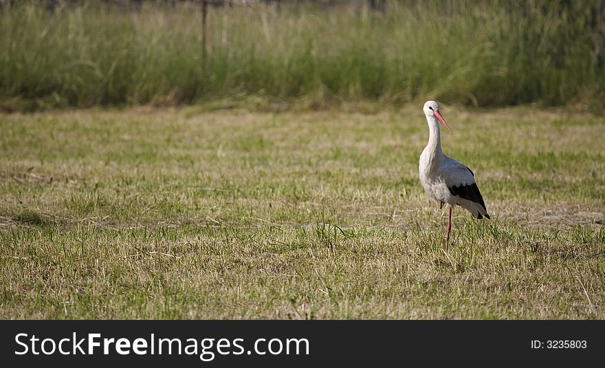 Stork on the green background. Stork on the green background