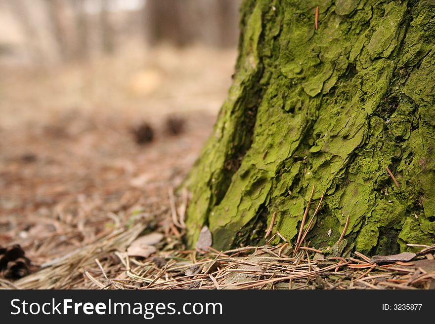Tree trunk covered by a green moss. Tree trunk covered by a green moss