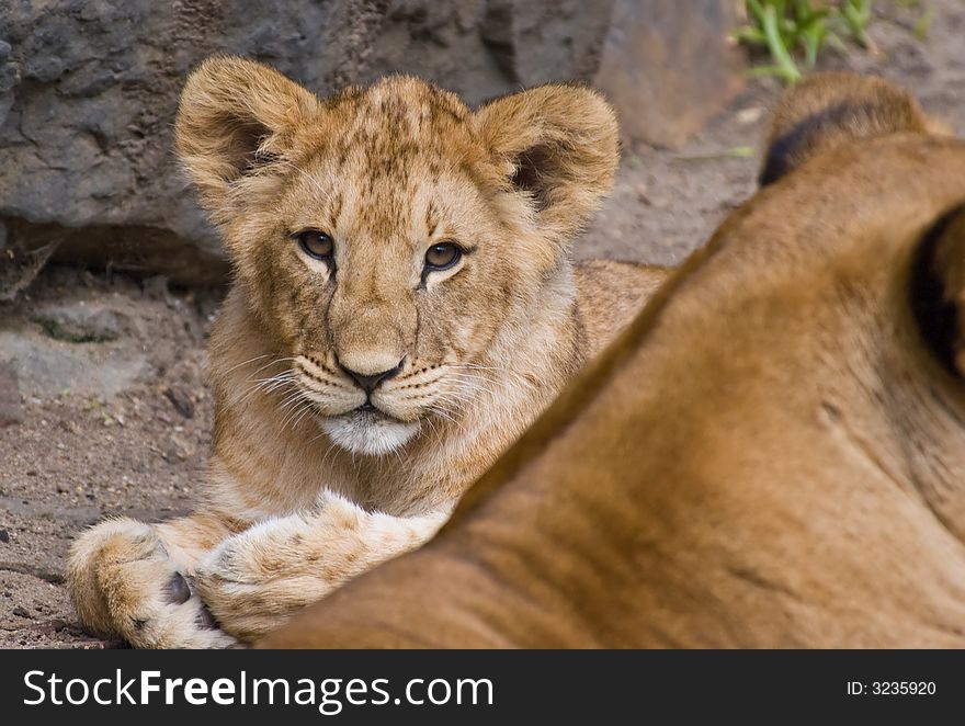 Cute lion cub looking at the camera