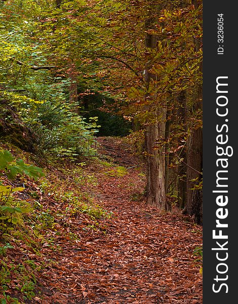 Beautiful autumn colors in the forest. Beautiful autumn colors in the forest