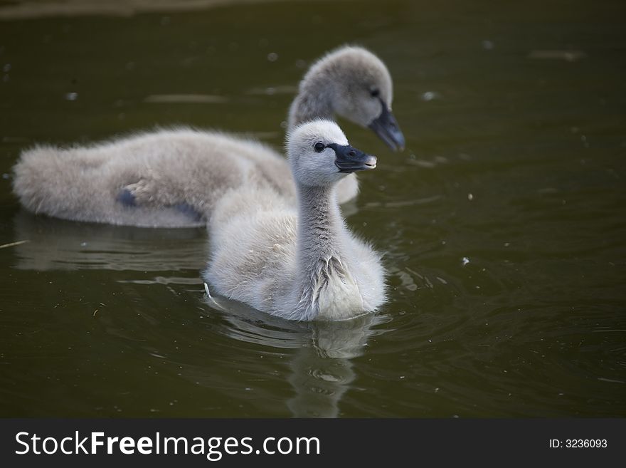 Young duck - duckling on green background