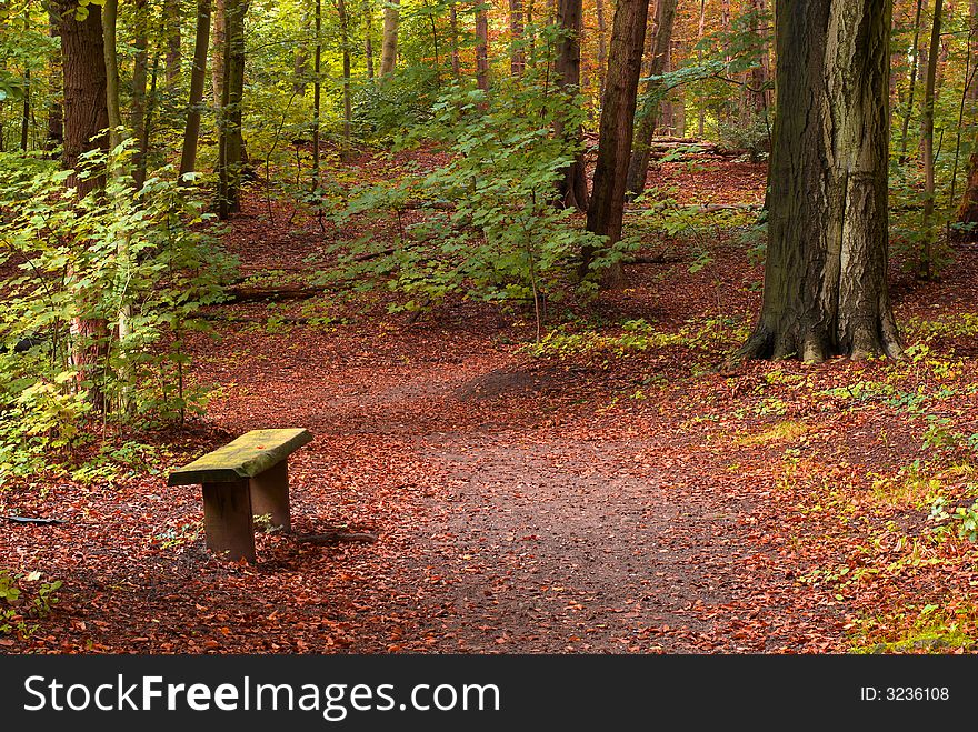 Beautiful autumn colors in the forest. Beautiful autumn colors in the forest