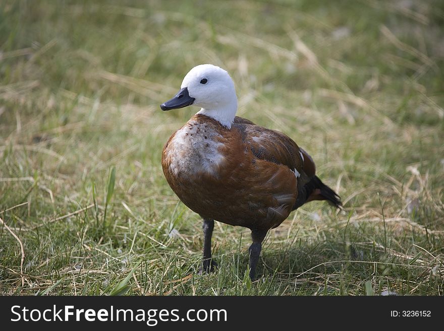 Brown duck on green grass