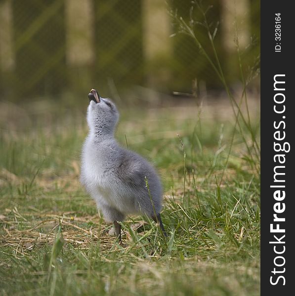 Young duck - duckling on green background