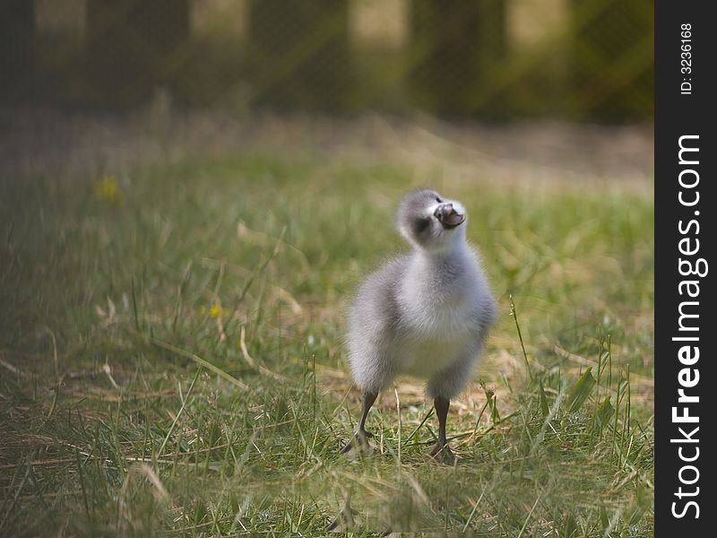 Young duck - duckling on green background