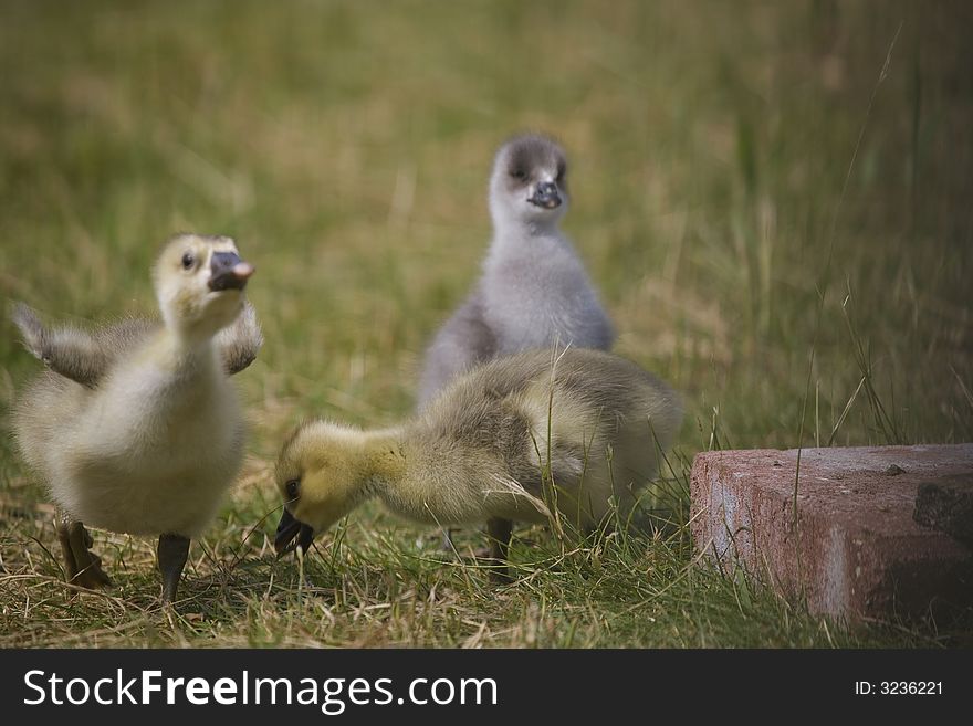 Young duck - duckling on green background