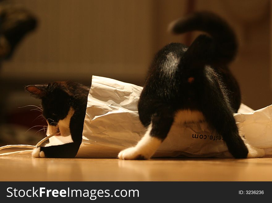 Two black and white kitttens playing in a paper bag. Two black and white kitttens playing in a paper bag.