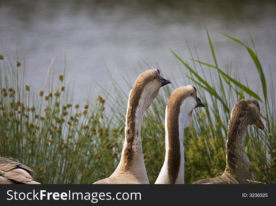 Brown and white goose by blue lake