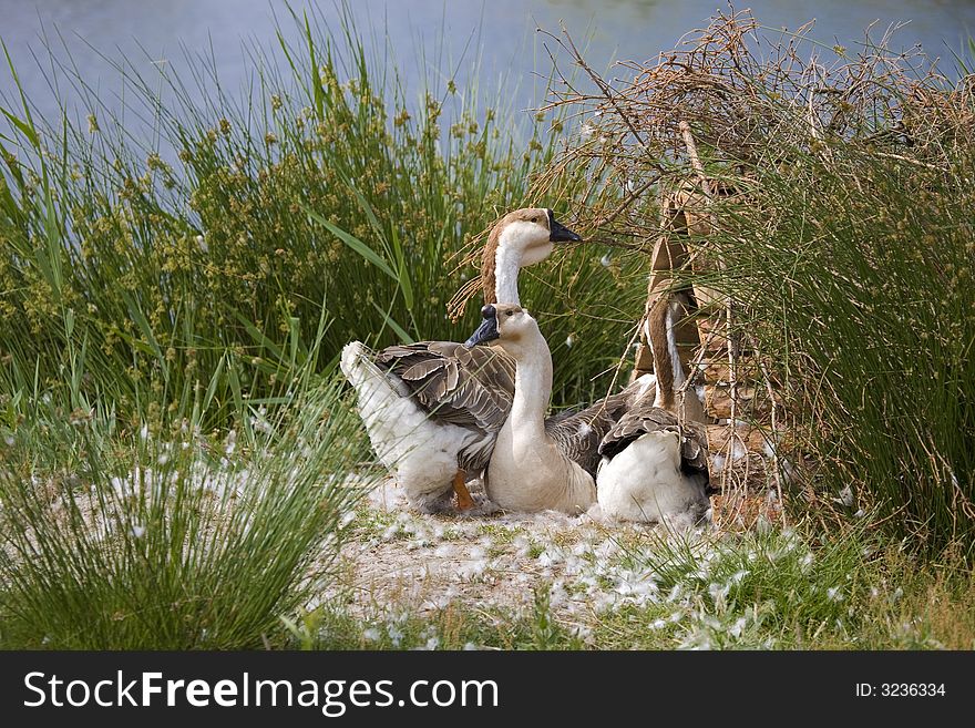 Brown and white goose by blue lake