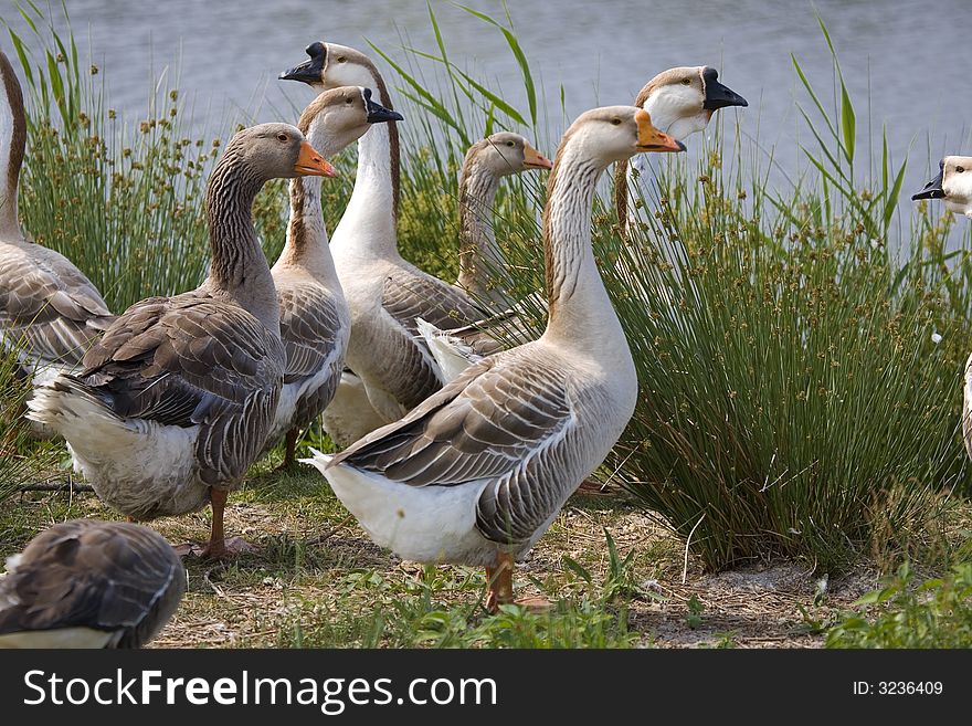 Brown and white goose by blue lake