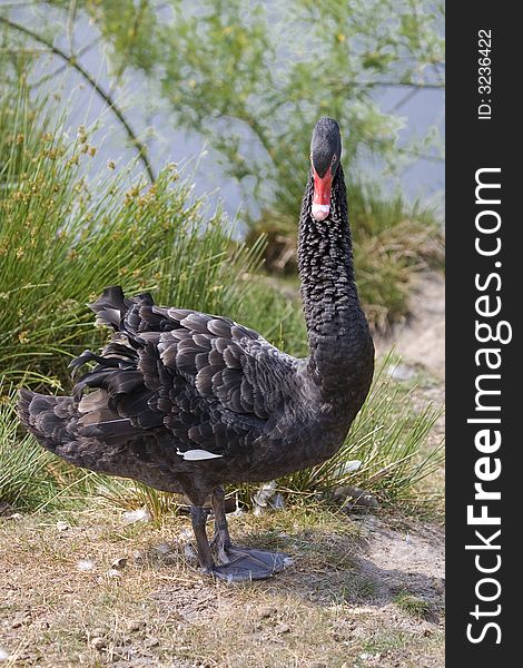 Black swan swimming on lake