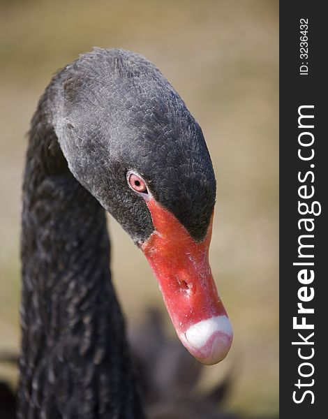 Black swan swimming on lake