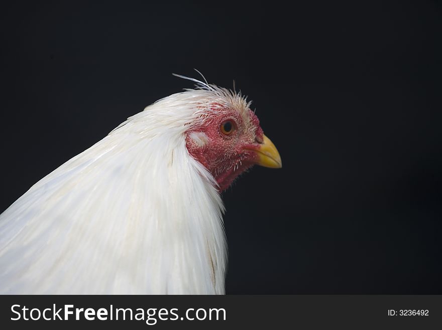 Chicken head on black background