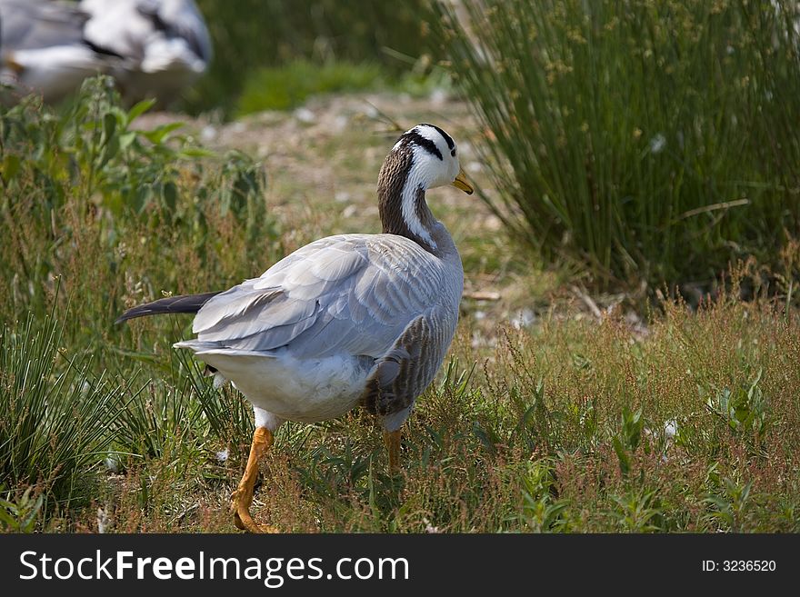 Brown and white goose by blue lake