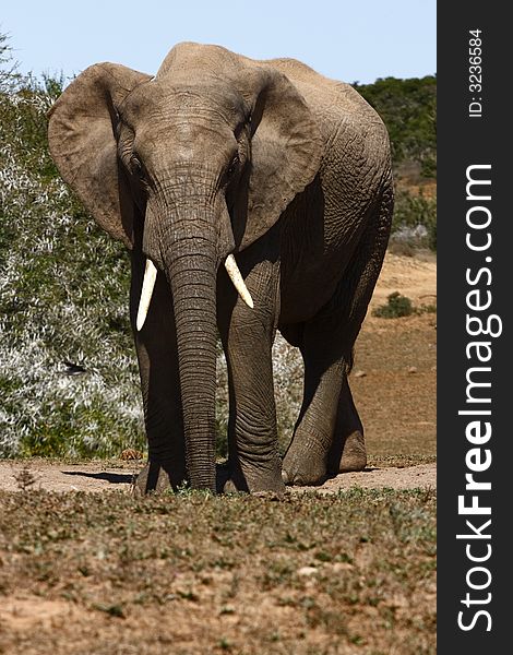 Bull elephant standing in the road. Bull elephant standing in the road