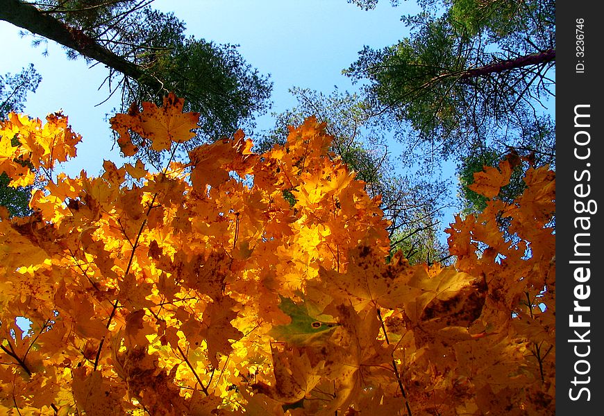 Golden leaves in an autumn wood. Golden leaves in an autumn wood