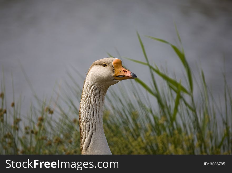 Brown and white goose by blue lake