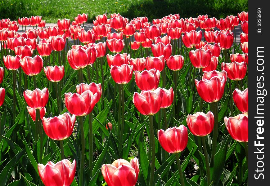 Beautiful red tulips in summer day