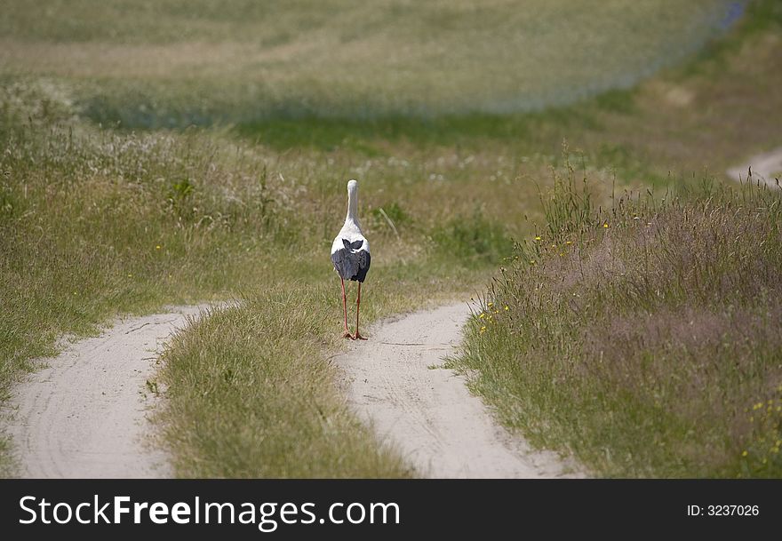 Stork go in the way through meadow. Stork go in the way through meadow