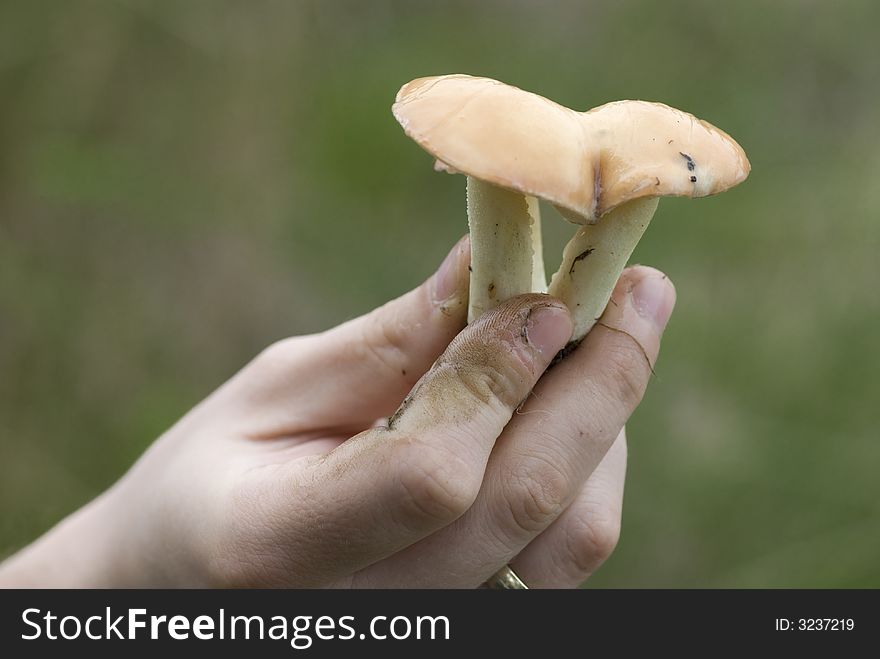 Mushroom on hand in fall
