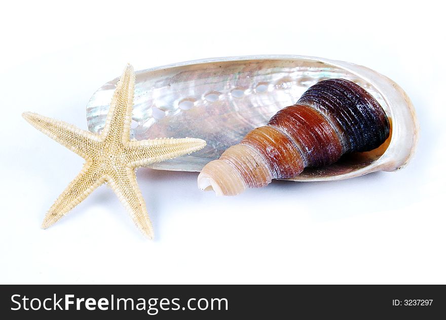 Collection of shells and starfish isolated.