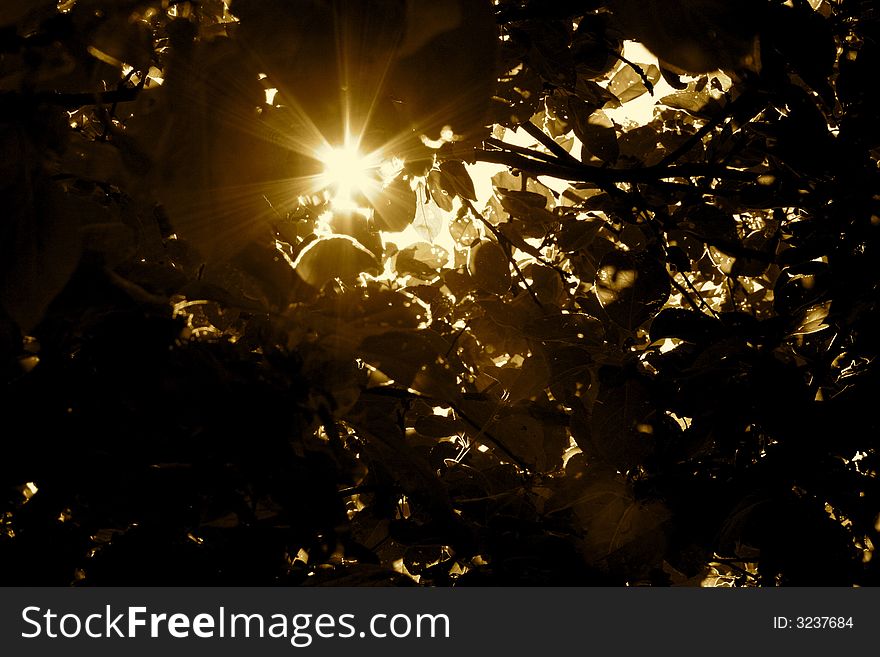 Sun rays shining through the branches. Sun rays shining through the branches