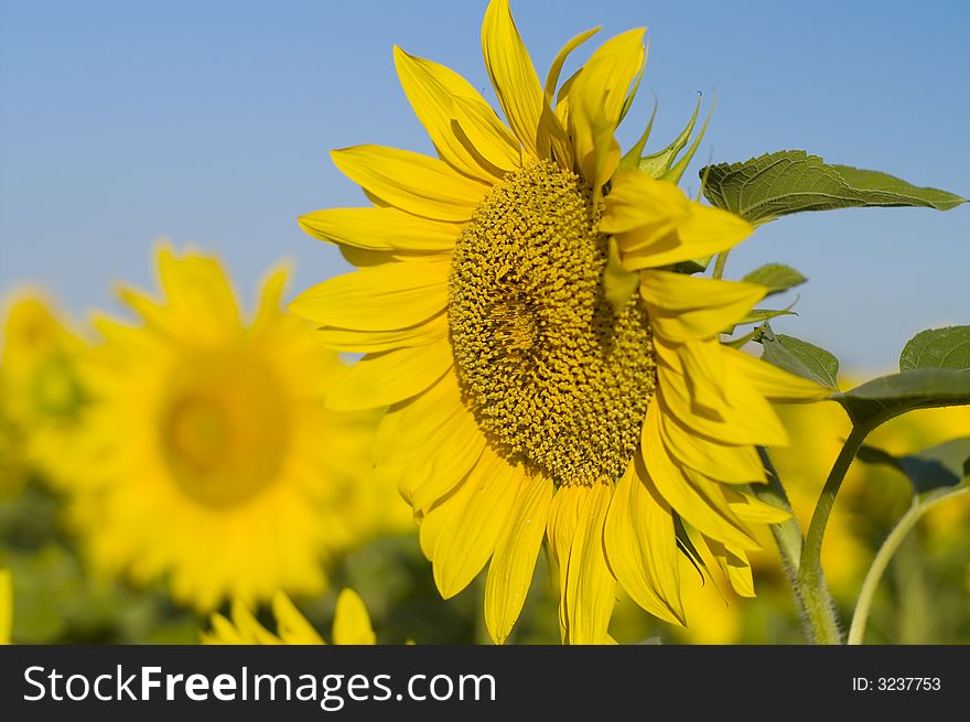 Colorful sunflower and blue sky. Colorful sunflower and blue sky