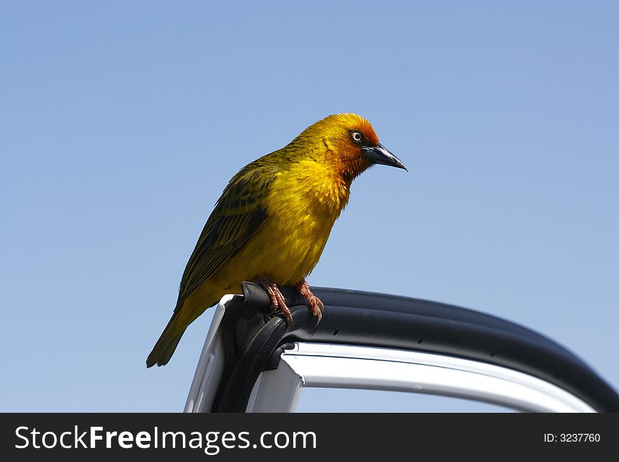 Weaver sitting on a car door looking for some food. Weaver sitting on a car door looking for some food