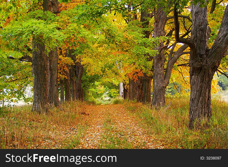 Maple Leaf Trees On Autumn