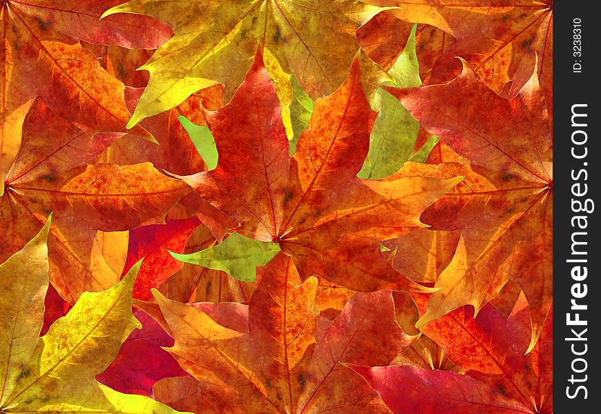 A pile of colorful autumn leaves. A pile of colorful autumn leaves