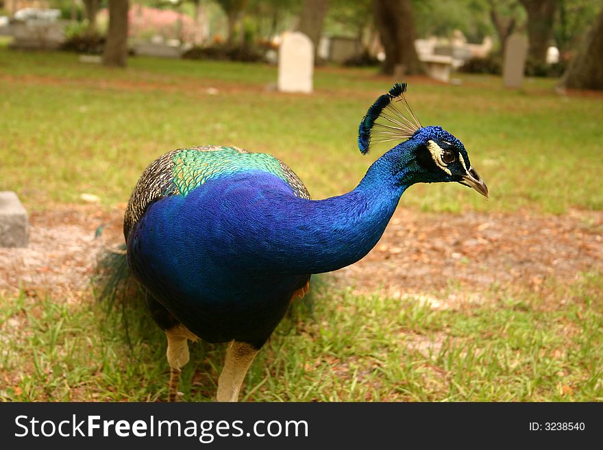 This is a photo of a male peacock in a cemetary.