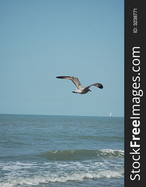 A beautifull gull on the beach. A beautifull gull on the beach