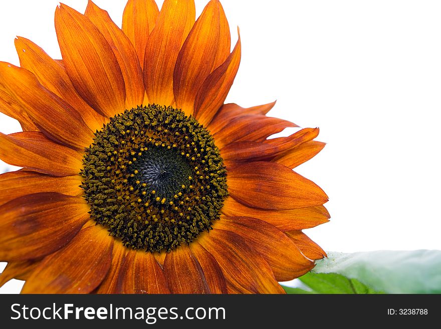 Beautiful orange decorative Sunflower petals closeup