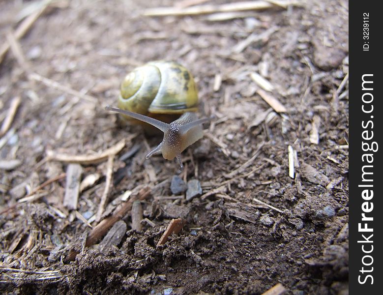 Snail on path with green shell. Snail on path with green shell