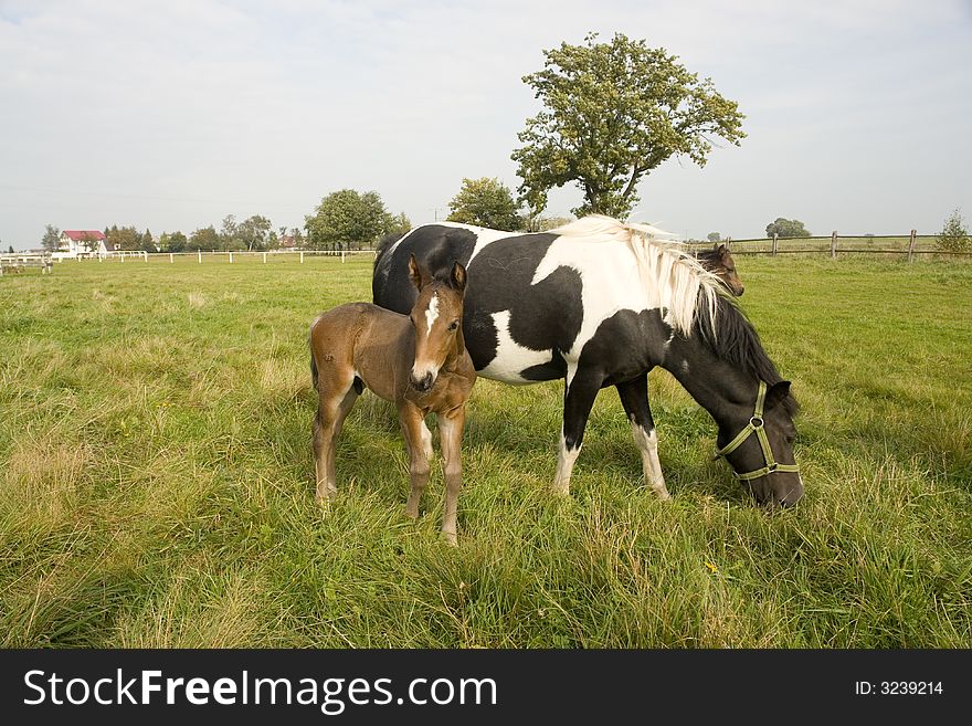 A horse and her colt on pasture