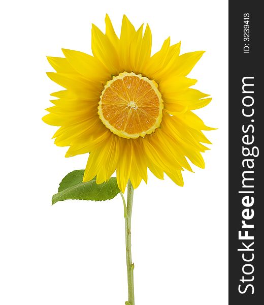 Sunflower with a sliced orange center, isolated on white. Sunflower with a sliced orange center, isolated on white