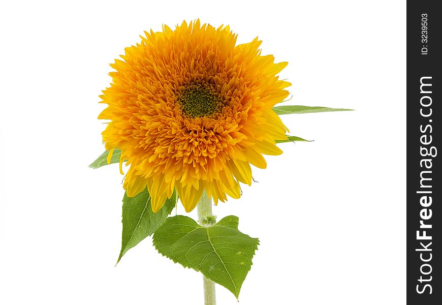 Sunflower isolated on a white back ground
