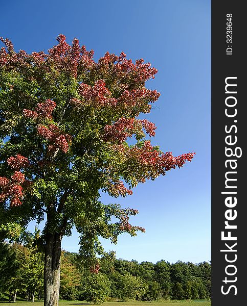 First signs of autumn as a tree's leaves start changing colors. First signs of autumn as a tree's leaves start changing colors