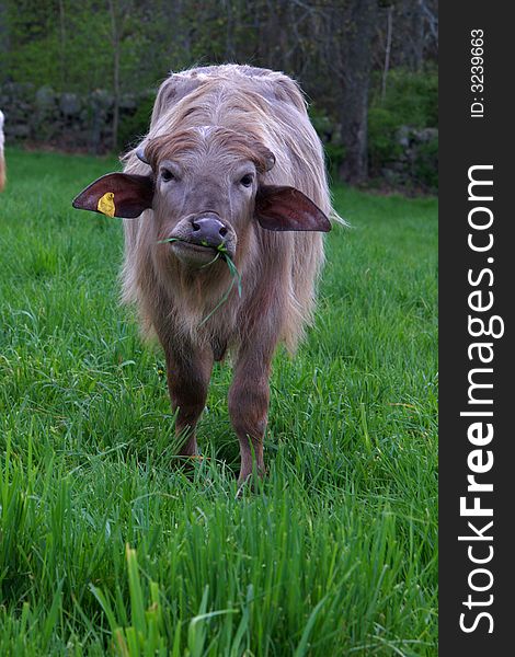 A water buffalo eats grass. A water buffalo eats grass