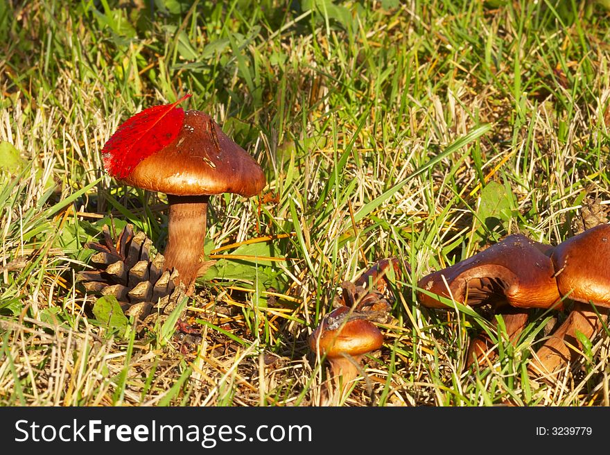 Nice poison mushrooms in the forest