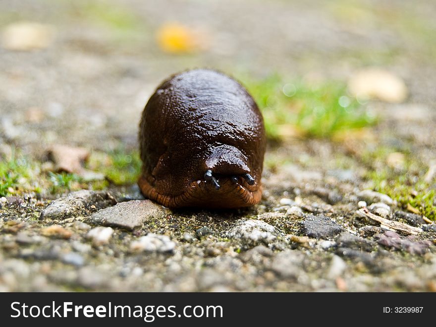 Snail with focus on the eyes