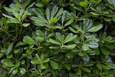 Green Bush With Laurel Royalty Free Stock Photo