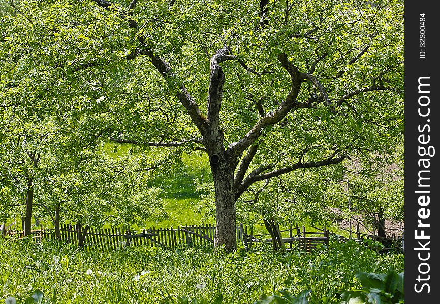 A tree in a meadow image on green. A tree in a meadow image on green