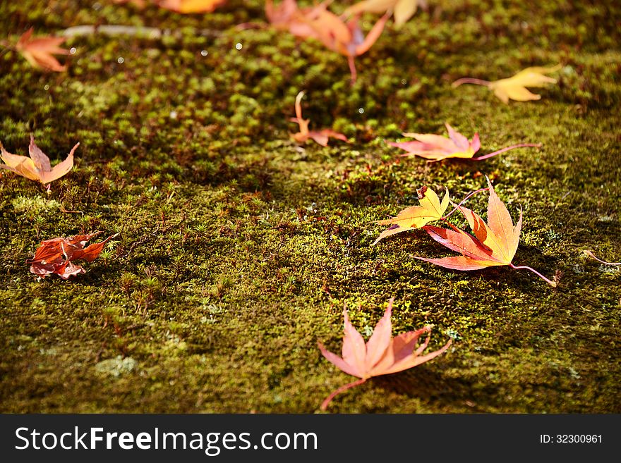 Fall leaves indicating the seasonal change in Kyoto, Japan.