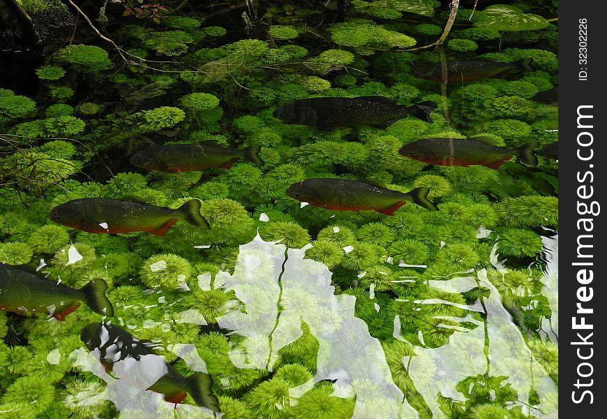 Piranhas swimming in a pond