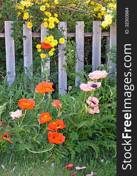 Orange poppies and yellow roses growing next to old fence