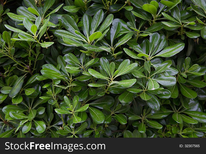 Green bush with laurel leaves